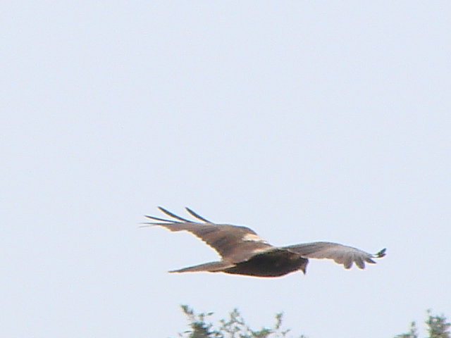 macchia grande e la sua avifauna